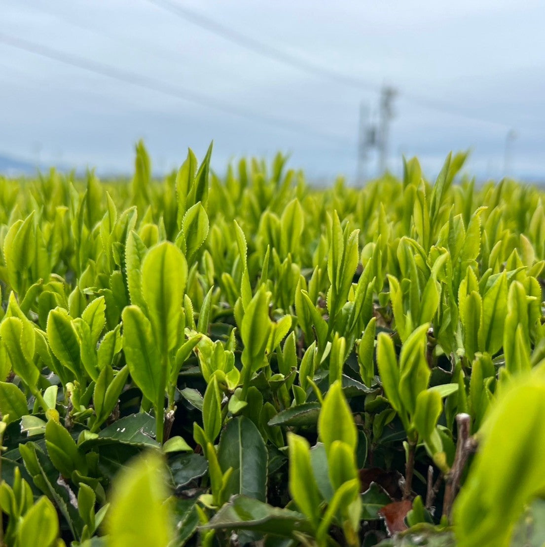 2025 Shincha Update – Den's Tea Wholesale